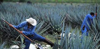 Workers harvest blue agave, the base ingredient of tequila.