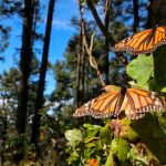 As many as 150 million butterflies have arrived to El Rosario sanctuary this year.