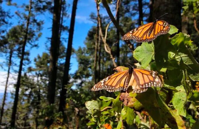 As many as 150 million butterflies have arrived to El Rosario sanctuary this year.