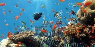 Veracruz coral reefs