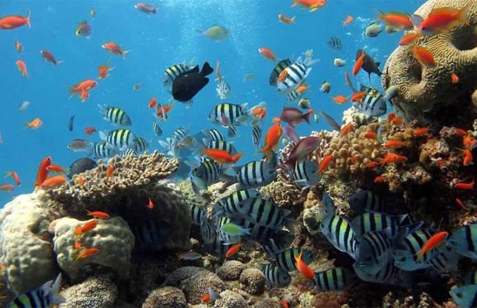Veracruz coral reefs