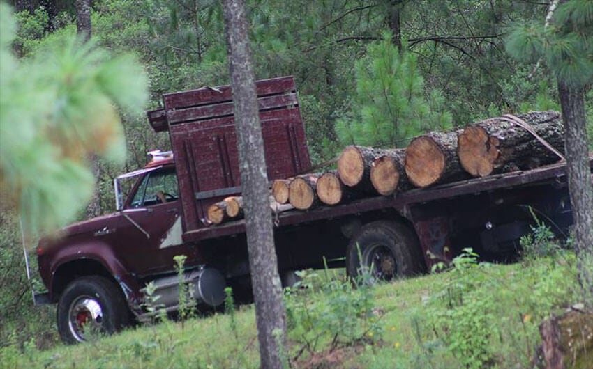 Illegal logging threatens the oyamel fir forests where the butterflies overwinter in Michoacán and México state.