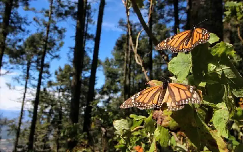 Butterflies at El Rosario sanctuary.