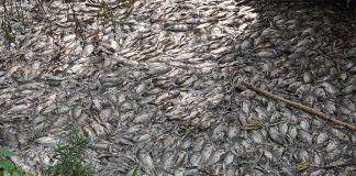 The illegal dumping led to a die-off of roughly 60 tonnes of fish, local authorities said.