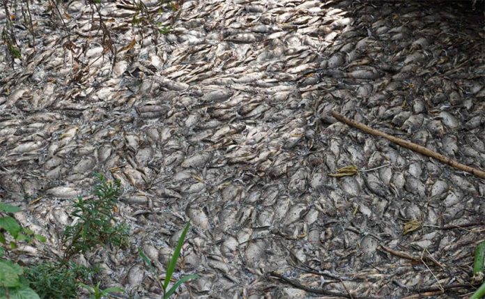The illegal dumping led to a die-off of roughly 60 tonnes of fish, local authorities said.