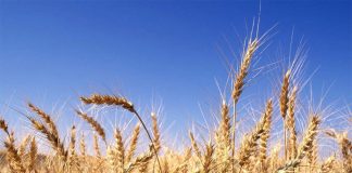 Mexican wheat farming is likely emitting high levels of nitrous oxide, a potent greenhosue gas.