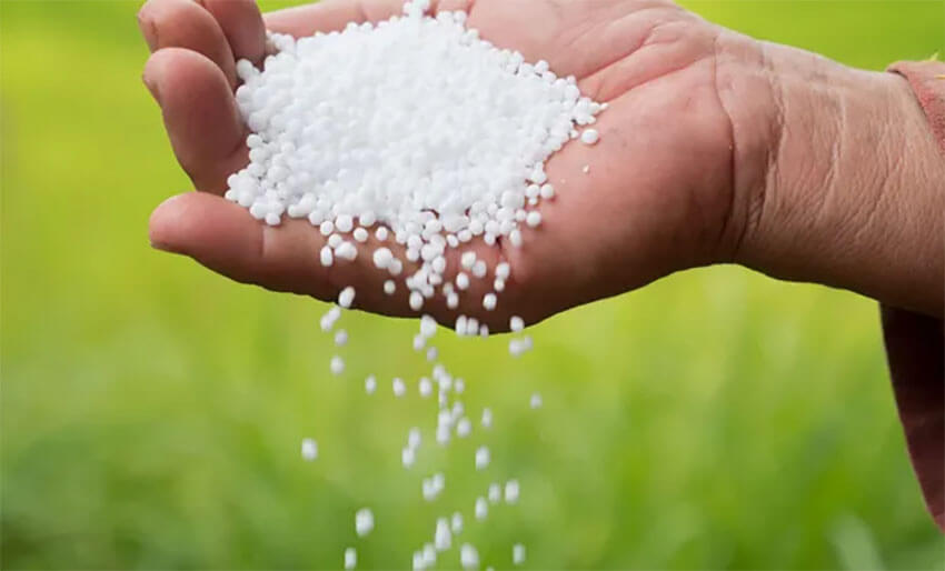 Due to overuse of nitrogen fertilizers like these urea pellets, Mexican wheat farming is emitting high levels of pollution.
