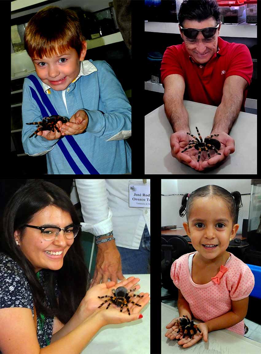 tarantulas of Mexico