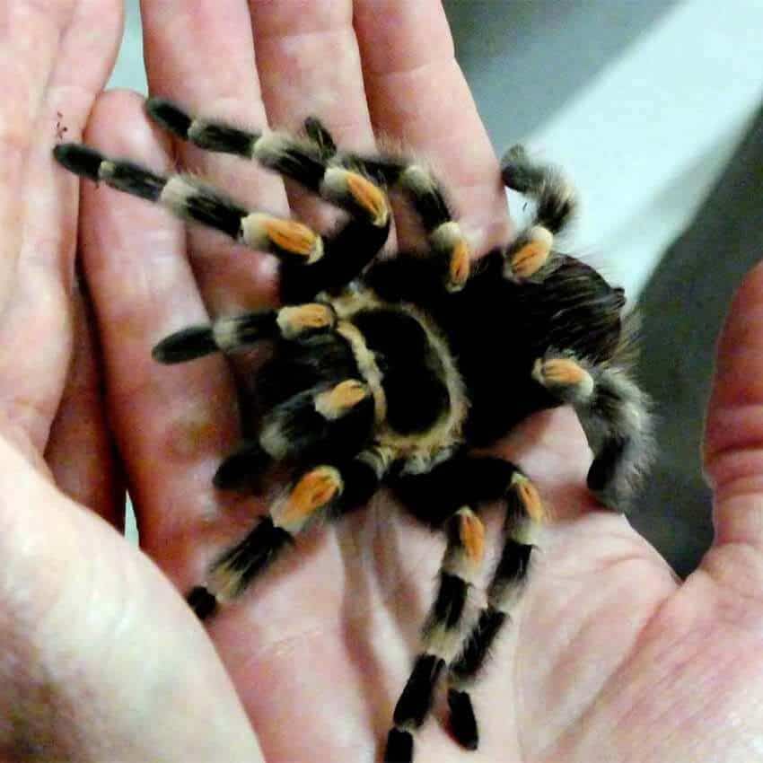 Smiths Redknee tarantula