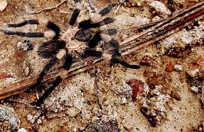 mexican tarantula