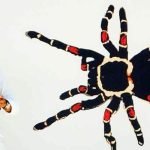 Rodrigo Orozco discussing tarantulas