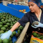 Americans are expected to buy more than US $350 million worth of avocados for this year's Super Bowl.