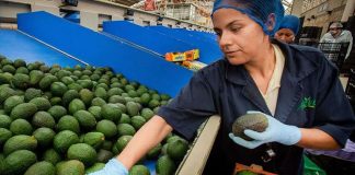 Americans are expected to buy more than US $350 million worth of avocados for this year's Super Bowl.