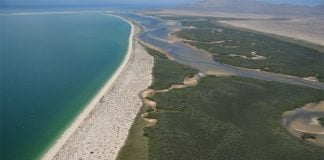 An aerial view of mangroves along the Canal del Infernillo channel, near Isla Tiburón.