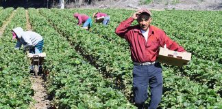 migrant farmworkers