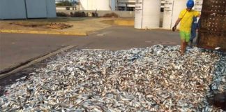 Dead sardines in Guerrero.