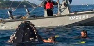Marines rescue a whale caught in fish net a few years ago off Acapulco.