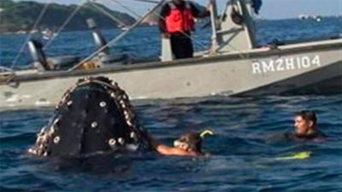 Marines rescue a whale caught in fish net a few years ago off Acapulco.
