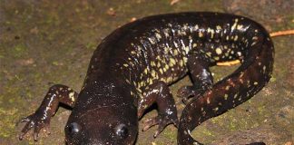 Ambystoma flavipiperatum axolotl
