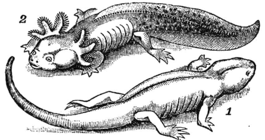 gilled and gill-less axolotls