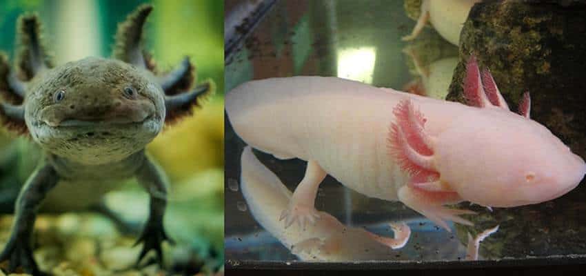 Axolotl Shedding Skin/Slime coat?  : Newts and Salamanders  Portal