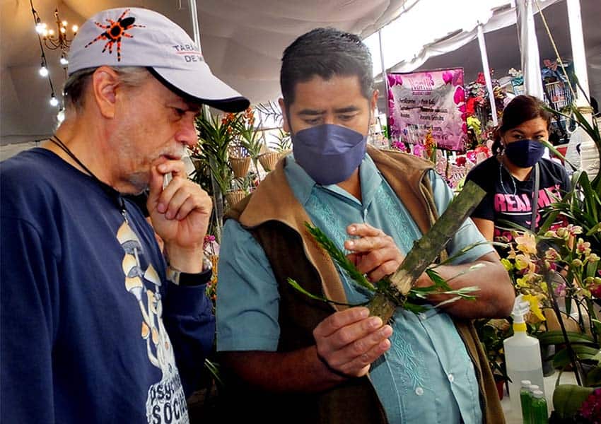 San Jose de Gracia, Michoacan orchid fair