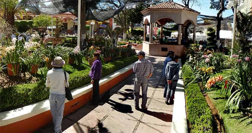 San Jose de Gracia, Michoacan orchid fair