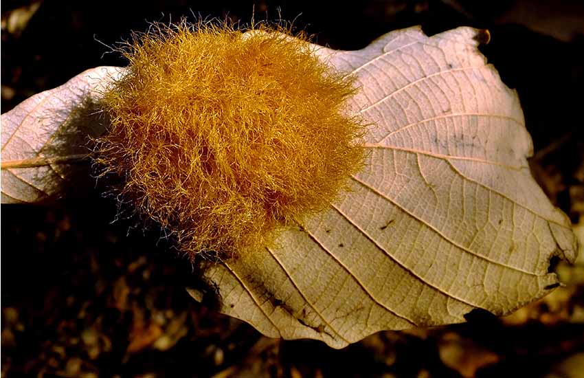 woolly oak leaf gall