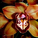 Cymbidium