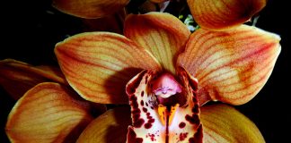 Cymbidium