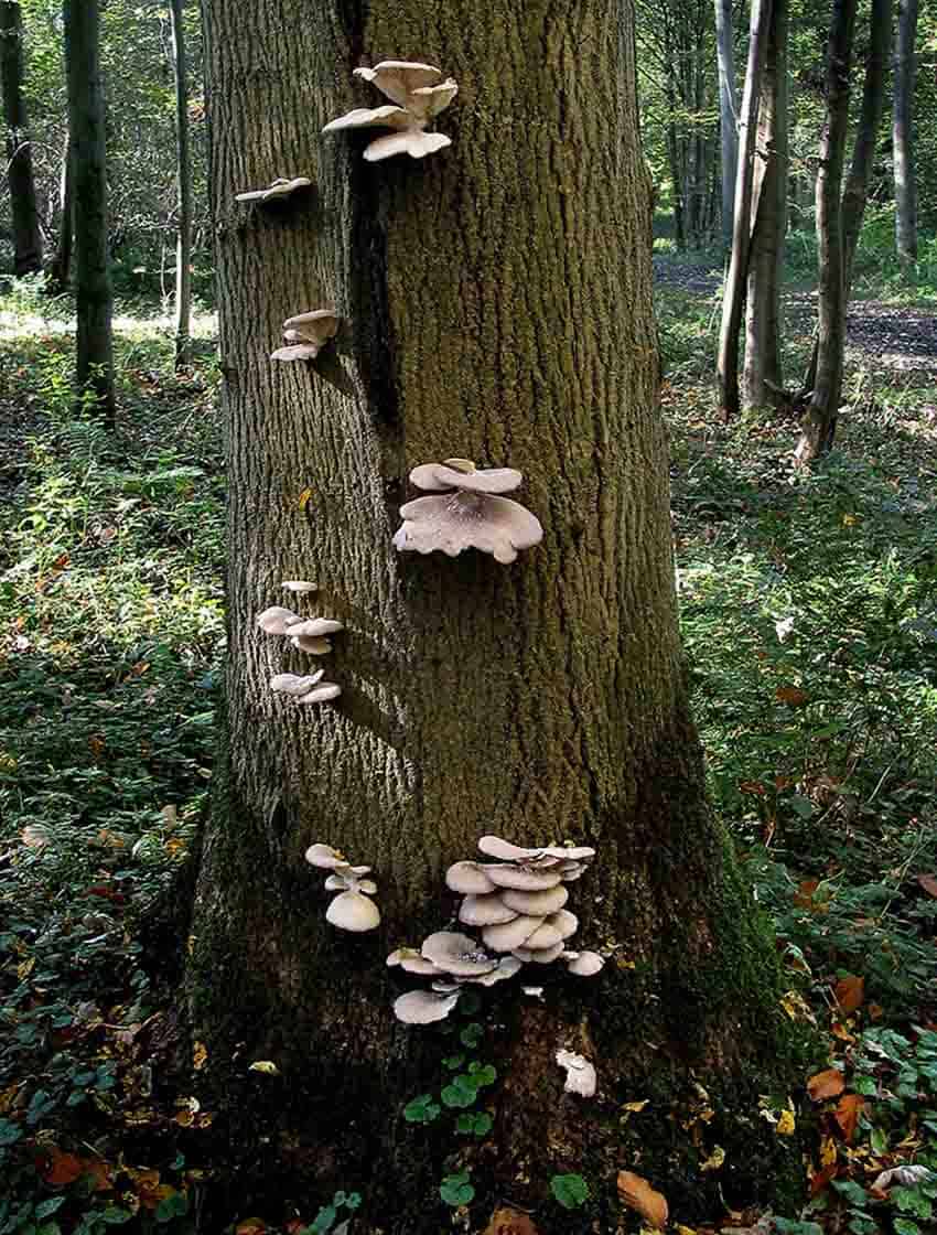 Wild oyster mushrooms