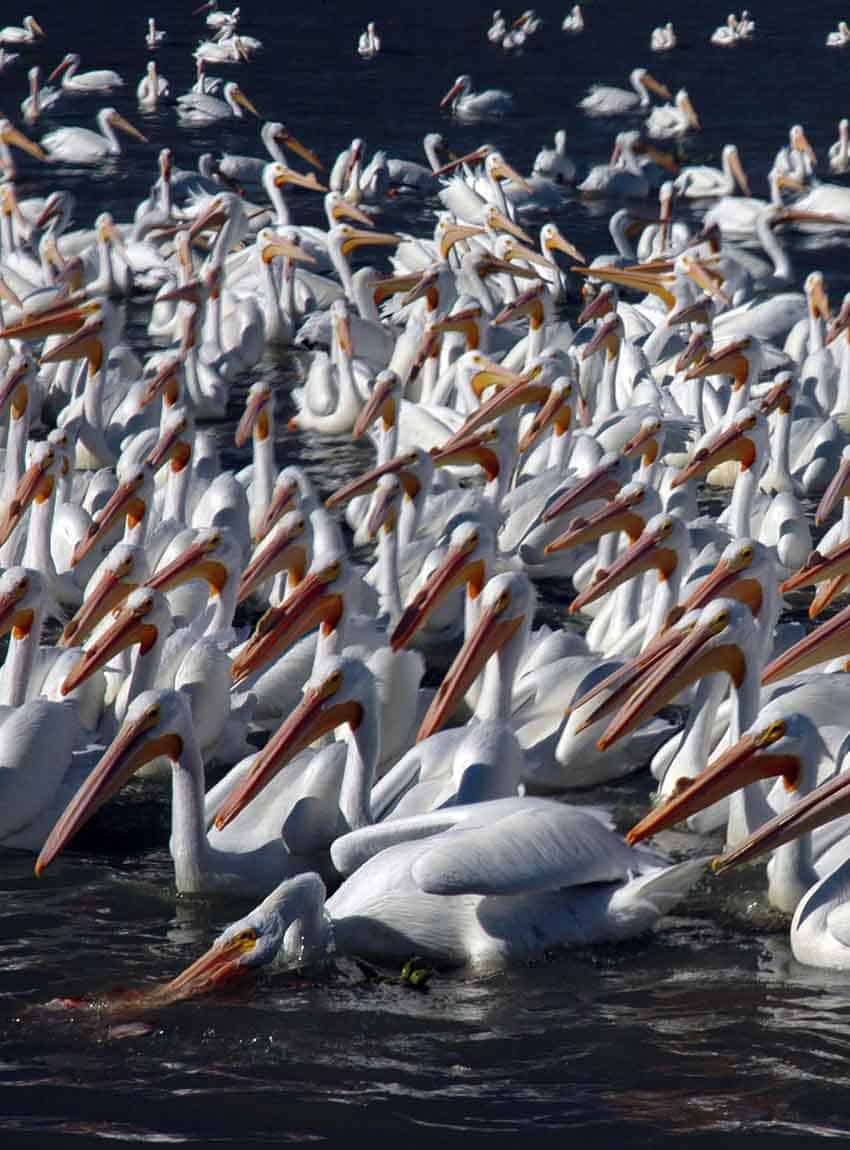 Pelicans at Petatan
