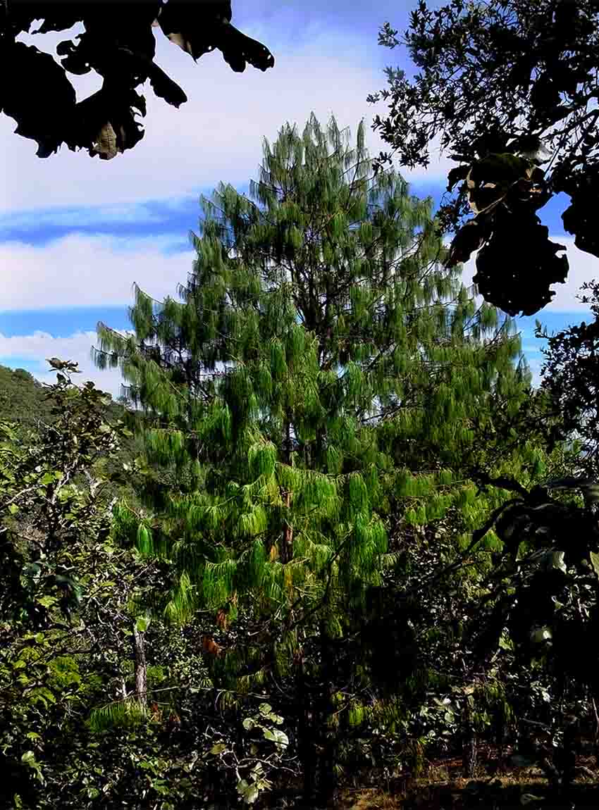 Pino Triste trees