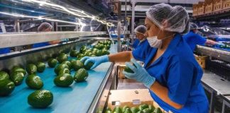 avocado processing plant