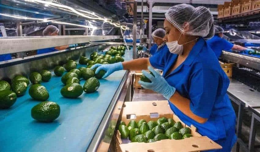 avocado processing plant