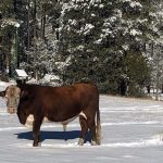 cow in snowstorm aftermath in Durango, Mexico