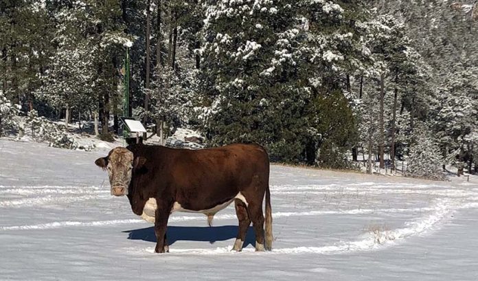 cow in snowstorm aftermath in Durango, Mexico
