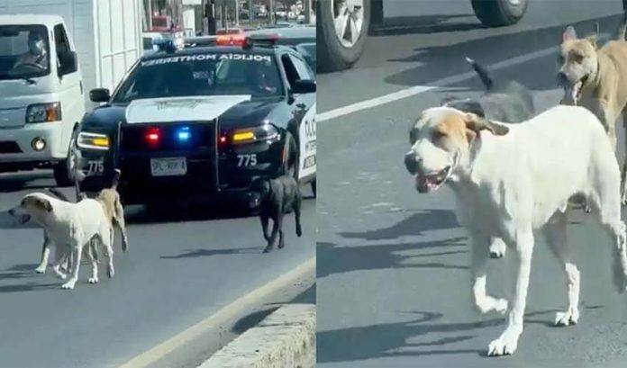 Monterrey, Mexico cop helps stray dogs on highway