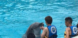 Dolphin Discovery park in Mexico