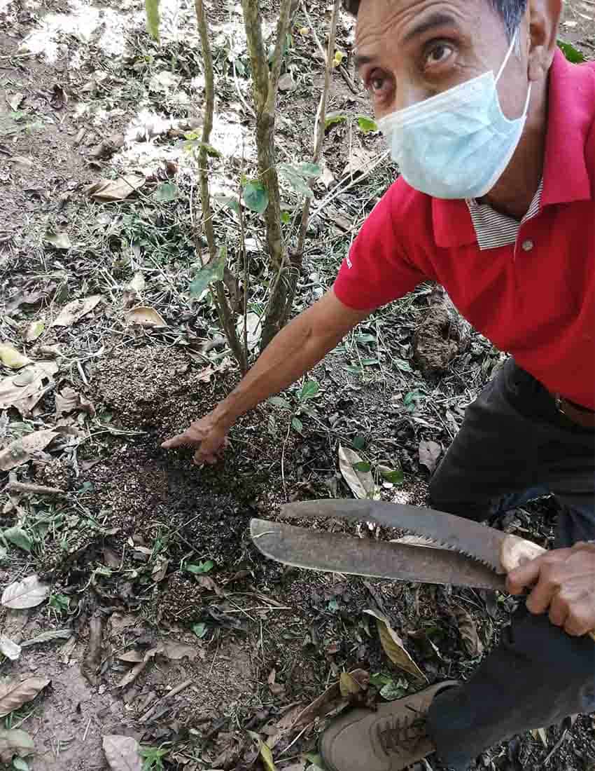 Elias Morales Chiapas coffee grower