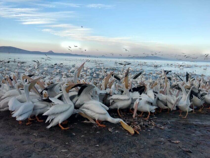 Pelicans of Petatan, Michoacan