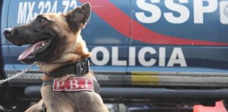 Molly canine unit dog in Mexico City