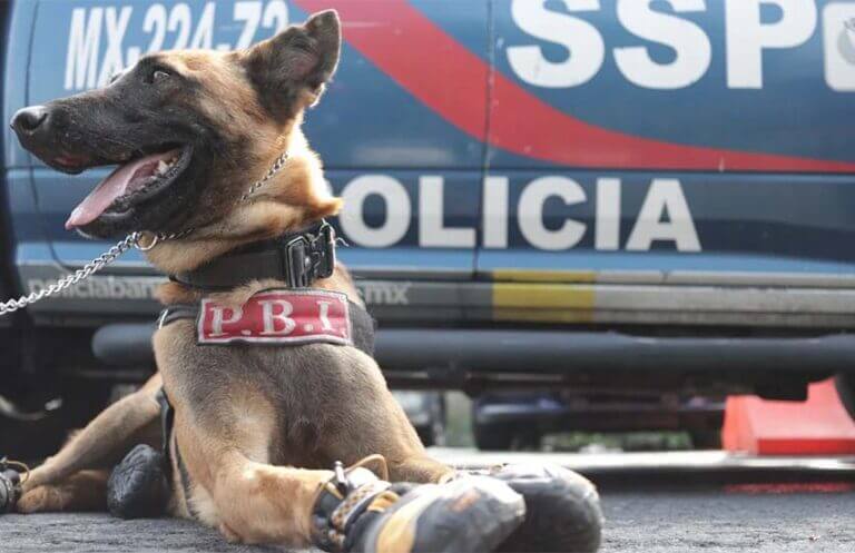 Molly canine unit dog in Mexico City