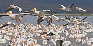 pelicans of petatan, michoacan