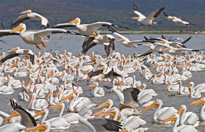 pelicans of petatan, michoacan