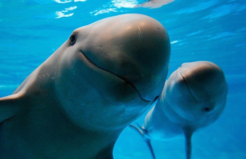 Vaquita in Gulf of California