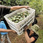 A U.S. avocado inspector was threatened last week, after he refused to certify Puebla avocados as Michoacán-grown, and authorize their export. The threat triggered the temporary suspension of exports to the U.S.