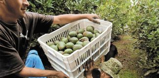 A U.S. avocado inspector was threatened last week, after he refused to certify Puebla avocados as Michoacán-grown, and authorize their export. The threat triggered the temporary suspension of exports to the U.S.