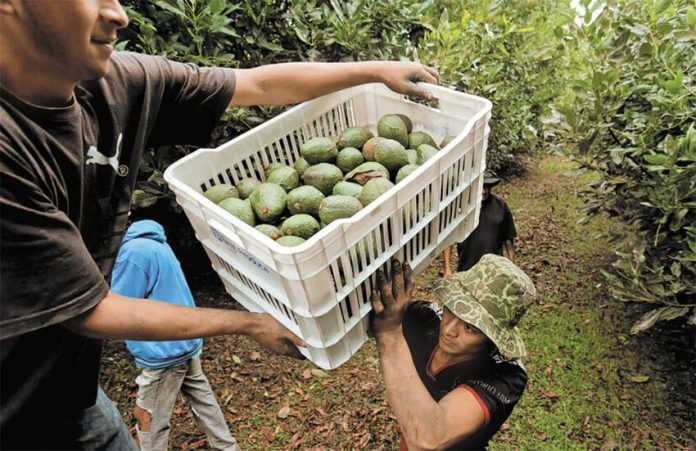 A U.S. avocado inspector was threatened last week, after he refused to certify Puebla avocados as Michoacán-grown, and authorize their export. The threat triggered the temporary suspension of exports to the U.S.