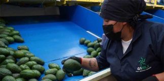 An avocado packing employee at work.